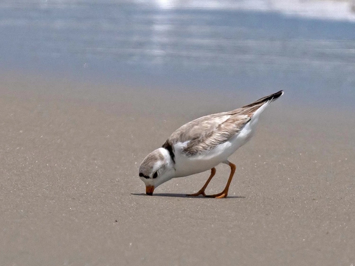 Piping Plovers — Susan Kirby
